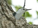 white-breasted-nuthatch_01.jpg