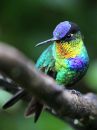 fiery-throated-hummingbird_03.jpg