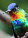 fiery-throated-hummingbird_06.jpg
