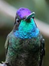 magnificent-hummingbird_04.jpg
