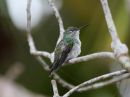 mangrove-hummingbird_03.jpg