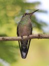 scaly-breasted-hummingbird_01.jpg