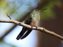 scaly-breasted-hummingbird_02.jpg