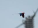 scarlet-macaw_02.jpg