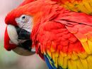 scarlet-macaw_03.jpg