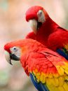 scarlet-macaw_04.jpg
