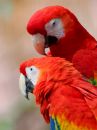 scarlet-macaw_05.jpg