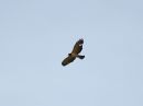 short-tailed-hawk_02.jpg