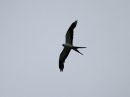 swallow-tailed-kite_01.jpg
