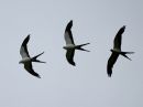 swallow-tailed-kite_02.jpg