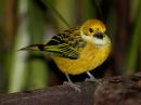 silver-throated-tanager_02.jpg