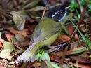 sooty-capped-bush-tanager_01.jpg