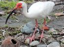 white-ibis_01.jpg
