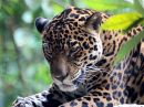 jaguar_2.jpg