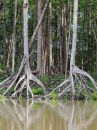 mangroves_01.jpg