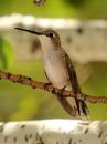 black-chinned-hummingbird_0.jpg