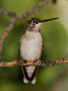 hummingbird_01.jpg