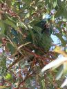 blue-crowned-parakeet_02.jpg