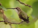 black-chinned-hummingbird_02.jpg
