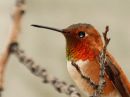 rufous-hummingbird_06.jpg
