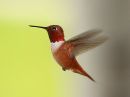 rufous-hummingbird_09.jpg
