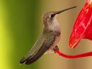 black-chinned-hummingbird.jpg