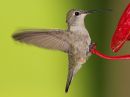 black-chinned-hummingbird_1.jpg
