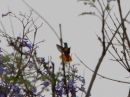 amazilia-hummingbird_2.jpg