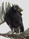 black-vulture_1.jpg