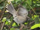 long-tailed-mockingbird_1.jpg
