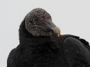 black-vulture_2.jpg