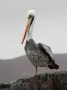 peruvian-pelican_00.jpg