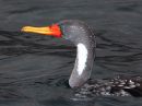 red-legged-cormorant_1.jpg