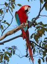 red-and-green-macaw_1.jpg