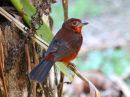 silvery-beaked-tanager_1.jpg