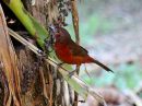 silvery-beaked-tanager_2.jpg