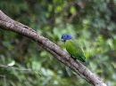 blue-headed-parrot_1.jpg