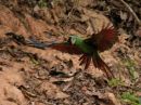 chestnut-fronted-macaw_6.jpg