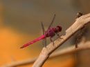 pink-dragonfly.jpg