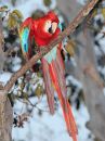 red-and-green-macaw.jpg