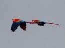 scarlet-macaw_1.jpg