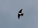blue-and-white-swallow.jpg