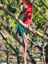 red-and-green-macaw_01.jpg