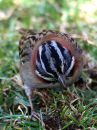 rufous-collared-sparrow_03.jpg