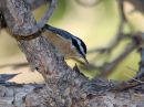 red-breasted-nuthatch_2.jpg