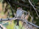 chipping-sparrow.jpg