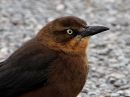 great-tailed-grackle_2.jpg