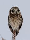 short-eared-owl_1.jpg