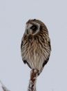 short-eared-owl_2.jpg