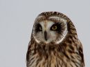 short-eared-owl_5.jpg